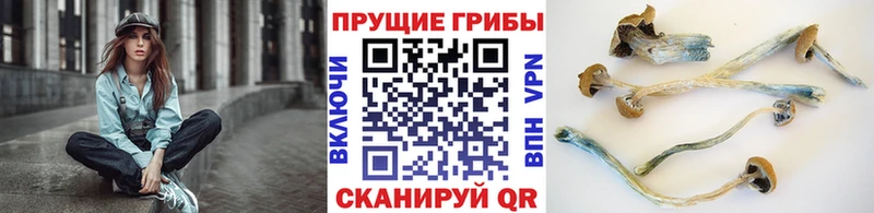 Галлюциногенные грибы GOLDEN TEACHER  Ильский 